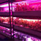 Tăng trưởng thực vật Chip phát triển ánh sáng LED 1W SMD 3030 740nm 745nm